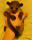 Kinkajou Animals for sale in Dallas, TX, USA. price: NA