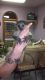 Kinkajou Animals for sale in San Antonio, TX 78241, USA. price: NA