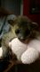 Kinkajou Animals for sale in Cambridge, MA, USA. price: NA