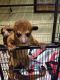 Kinkajou Animals for sale in 2031 Texas Ave, Texas City, TX 77590, USA. price: NA