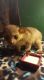Kinkajou Animals for sale in Dallas, TX 75206, USA. price: NA