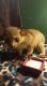 Kinkajou Animals for sale in 1600 Mapleton Ave, Bismarck, ND 58503, USA. price: NA