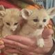 Kinkajou Animals for sale in TX-121, Plano, TX, USA. price: NA