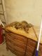 Kinkajou Animals for sale in Sacramento, CA 95820, USA. price: NA