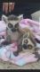 Kinkajou Animals for sale in Sacramento, CA 95820, USA. price: $700