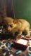 Kinkajou Animals for sale in New York, NY, USA. price: NA