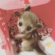 Kinkajou Animals for sale in Fresno, CA 93720, USA. price: NA