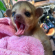 Kinkajou Animals for sale in Los Angeles, CA, USA. price: NA