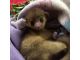 Kinkajou Animals for sale in Del Rey Oaks, CA 93940, USA. price: NA
