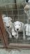 Kintamani Puppies for sale in Herndon, VA 20171, USA. price: NA