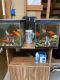 Koi Fishes for sale in St Paul, MN 55127, USA. price: NA