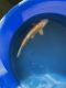 Koi Fishes for sale in Lakeland, FL, USA. price: $150