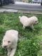 Komondor Puppies for sale in Mt. Juliet, TN, USA. price: NA