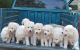 Komondor Puppies for sale in 58503 Rd 225, North Fork, CA 93643, USA. price: $600
