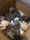 Korat Cats for sale in Hobart, IN, USA. price: NA