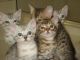 Korat Cats for sale in Inglewood, CA, USA. price: $300