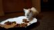 Korat Cats for sale in Houston, TX, USA. price: NA