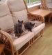Korat Cats for sale in Indianapolis, IN, USA. price: NA