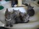 Korat Cats for sale in Georgetown, GA, USA. price: NA