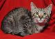 Korat Cats for sale in San Bernardino, CA, USA. price: NA
