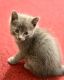 Korat Cats for sale in Queens, NY, USA. price: $80