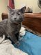 Korat Cats for sale in Louisville, KY, USA. price: $450