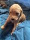 Labradoodle Puppies for sale in Sparta, NC 28675, USA. price: NA