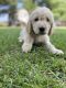 Labradoodle Puppies for sale in Glenwood, IA 51534, USA. price: NA