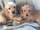 Labradoodle Puppies for sale in Michigan Ave, West Bloomfield Township, MI 48324, USA. price: $780