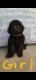 Labradoodle Puppies for sale in Princeton, KY 42445, USA. price: NA