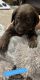 Labradoodle Puppies for sale in Marksville, LA, USA. price: NA