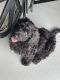 Labradoodle Puppies for sale in Indianapolis, IN, USA. price: NA