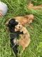 Labradoodle Puppies for sale in Orlando, FL, USA. price: NA