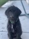 Labradoodle Puppies for sale in Canterbury St, Chubbuck, ID 83202, USA. price: NA