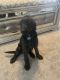 Labradoodle Puppies for sale in McDonough, GA, USA. price: NA