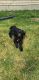 Labradoodle Puppies for sale in Ogden, UT, USA. price: NA