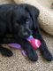 Labradoodle Puppies for sale in Sharon, PA, USA. price: NA
