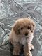 Labradoodle Puppies for sale in Bayville, Berkeley Township, NJ 08721, USA. price: NA