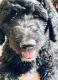 Labradoodle Puppies for sale in Bozeman, MT, USA. price: $1,500