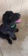 Labradoodle Puppies for sale in East Tawas, MI 48730, USA. price: NA