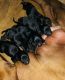 Labradoodle Puppies for sale in Statesboro, GA 30458, USA. price: $1,000