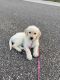 Labradoodle Puppies for sale in Woodbury, MN, USA. price: NA