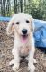 Labradoodle Puppies for sale in Newborn, GA 30056, USA. price: NA