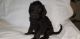 Labradoodle Puppies for sale in McLean, TX 79057, USA. price: NA
