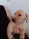 Labradoodle Puppies for sale in Pryor, OK 74361, USA. price: NA