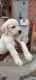 Labradoodle Puppies for sale in Hennur Gardens, Bengaluru, Karnataka, India. price: 15000 INR