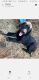 Labradoodle Puppies for sale in Newborn, GA 30056, USA. price: NA