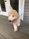 Labradoodle Puppies for sale in Sanford, NC, USA. price: NA