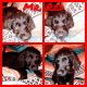 Labradoodle Puppies for sale in Huntington, WV, USA. price: NA