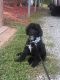 Labradoodle Puppies for sale in Lexington, NC, USA. price: NA